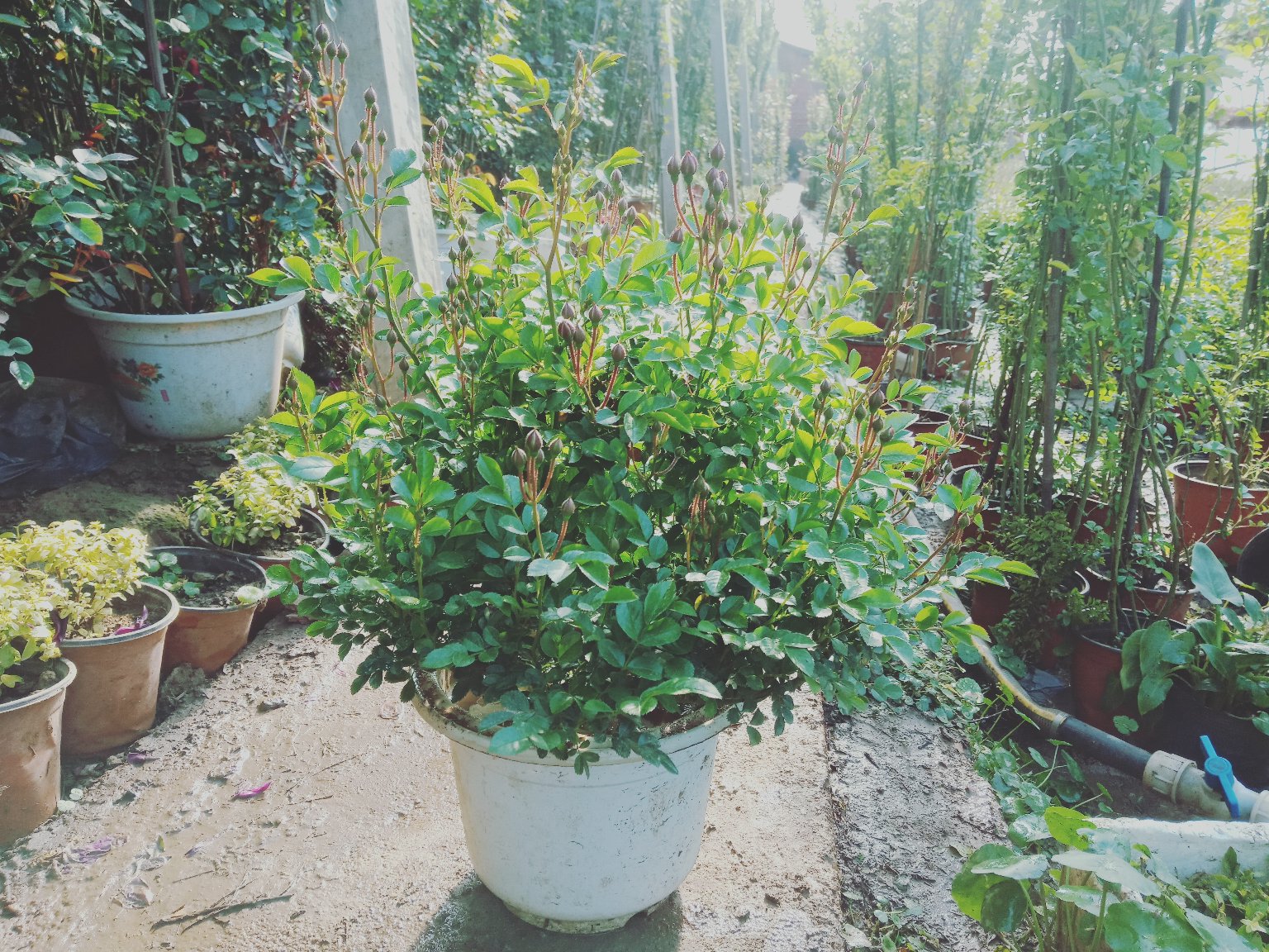 红双喜月季盆栽在家庭阳台的应用实景图