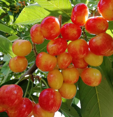 嫁接黄蜜大樱桃苗当年结果南北方种植车厘子樱桃苗