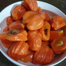菠萝蜜树苗泰国红肉菠萝蜜菠萝蜜树苗