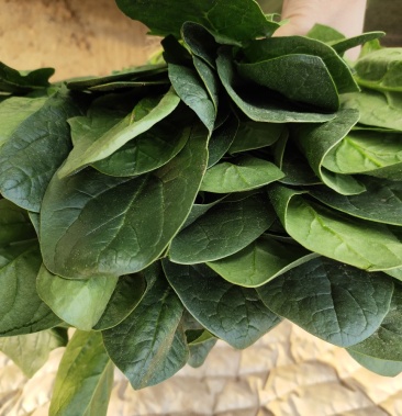 精品大棚绿叶菠菜,叶圆,新鲜,刚上市,精品