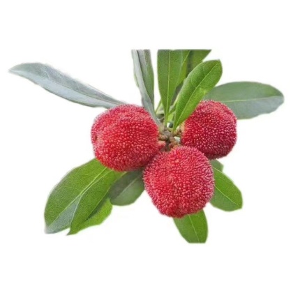 广西桂林七星区东魁杨梅苗产地货源批发价格行情