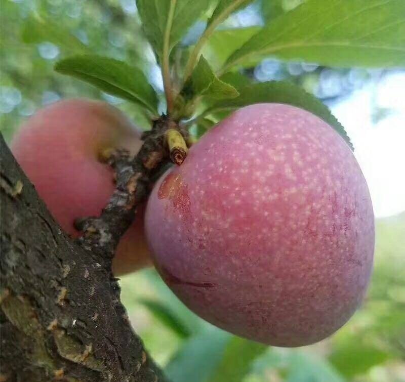 桃形李树果实特写