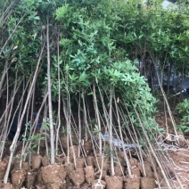 金丝楠木大量现货供应，价格美丽，质量保障。