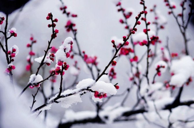 盛开的红梅树在冬日中傲立