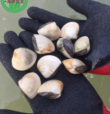 广东湛江优质沙白螺 沙白贝 海贝当天捕捞