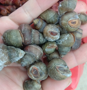 螺蛳淡水螺丝肉质鲜嫩劲道干净实惠