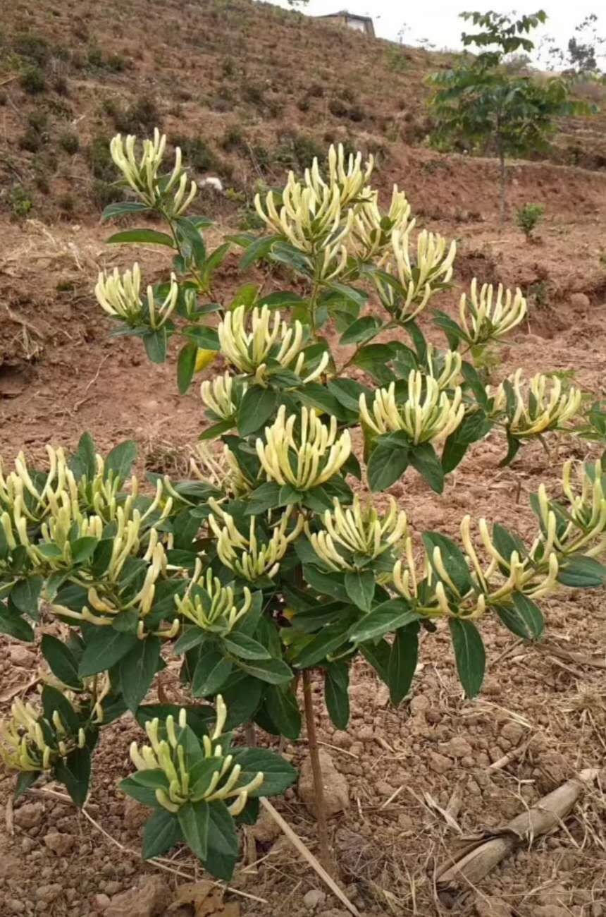 [金银花苗批发]金银花苗山东四季树型金花三号 北花药用回收金银花之