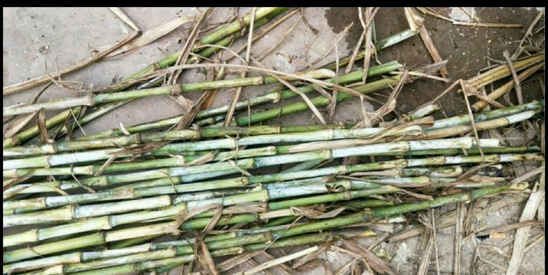 芦稷深加工产品展示