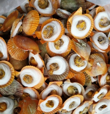 精选广东湛江粉丝扇贝200只一箱全国发货