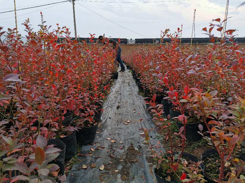 长白山蓝莓基地航拍图