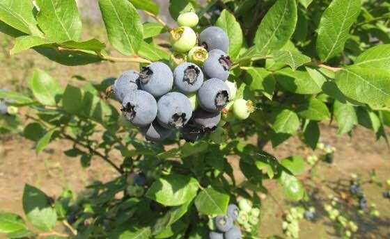 蓝莓特写展示表面白色果粉