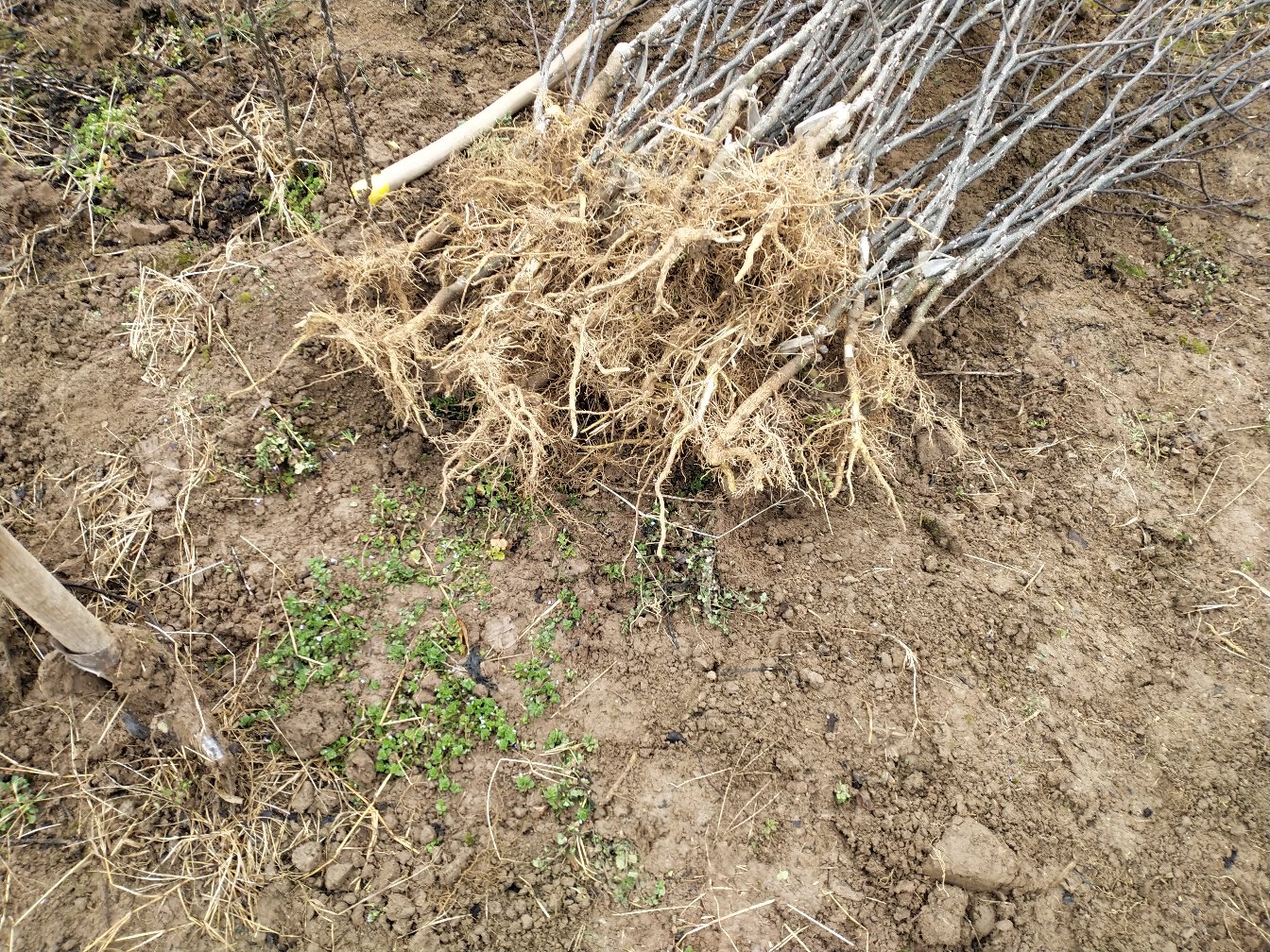 花椒种子沙藏催芽