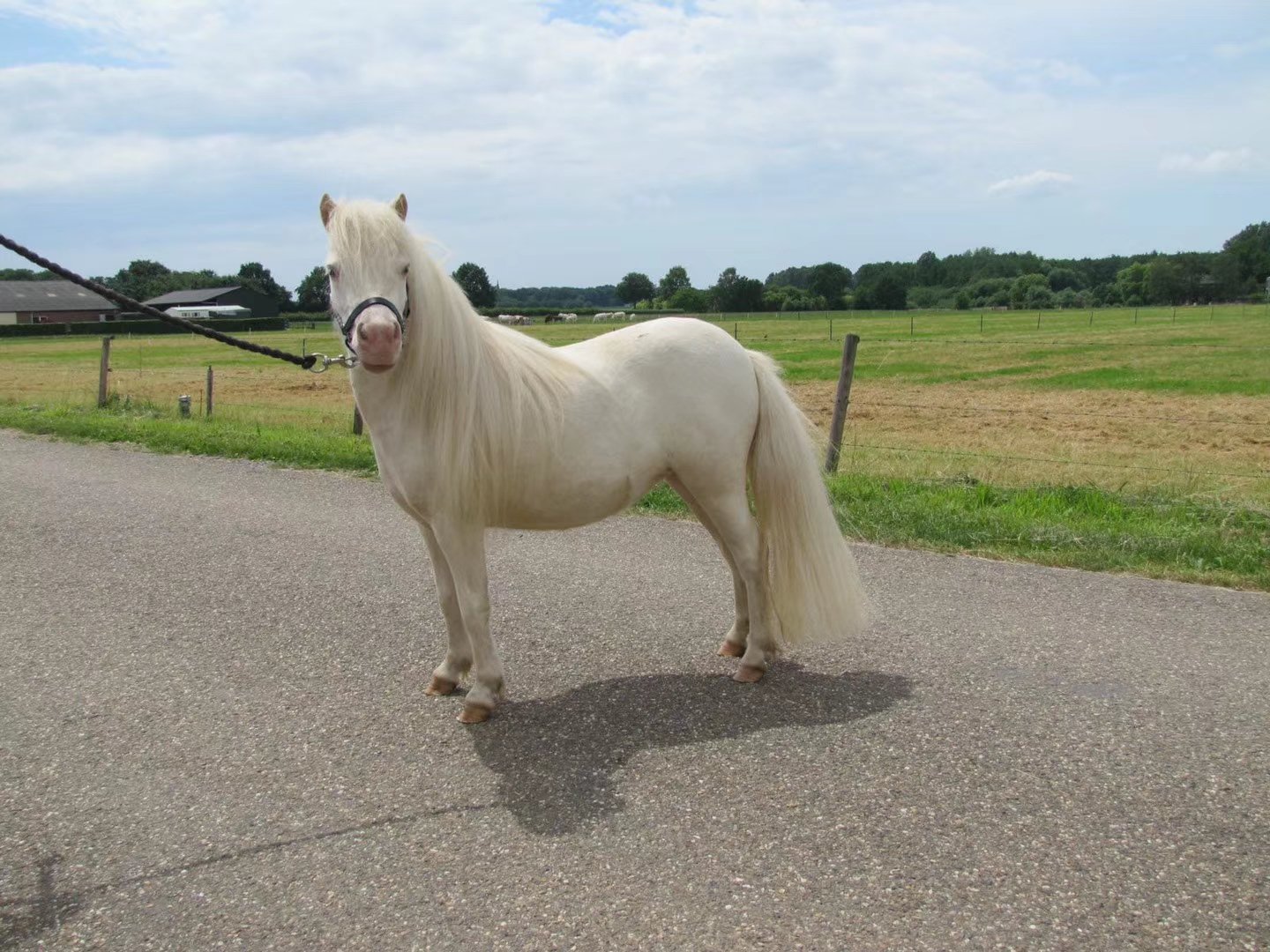 白色法拉贝拉矮马在草原上奔跑