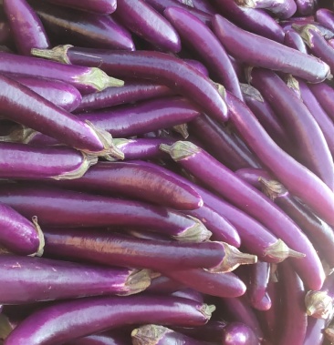 茄子海南长茄子紫色茄子