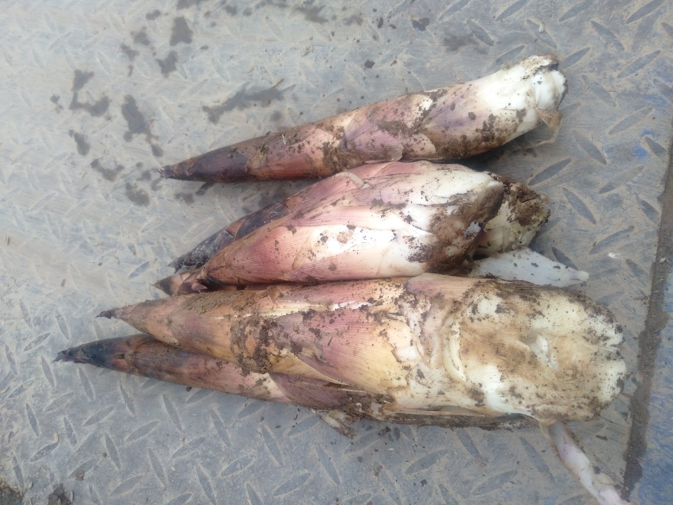 雷竹笋的特写照片