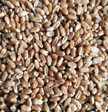 龙麦88小麦品种图片