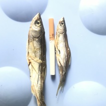 白条鱼：：：：：：：：