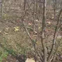 优质️安徽砀山占地梨树，桃树，及各种占地树，现挖现装！