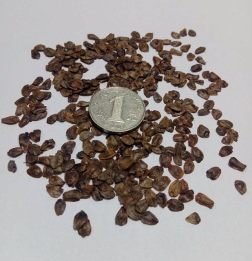 杉木种子刺杉种子非落叶杉种子