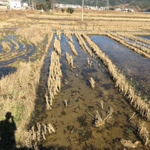 90亩蔬菜种植用地出租，适合种植青花等