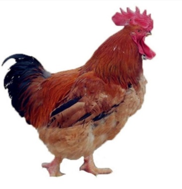 快大k9鸡 快大肉鸡 k9公苗