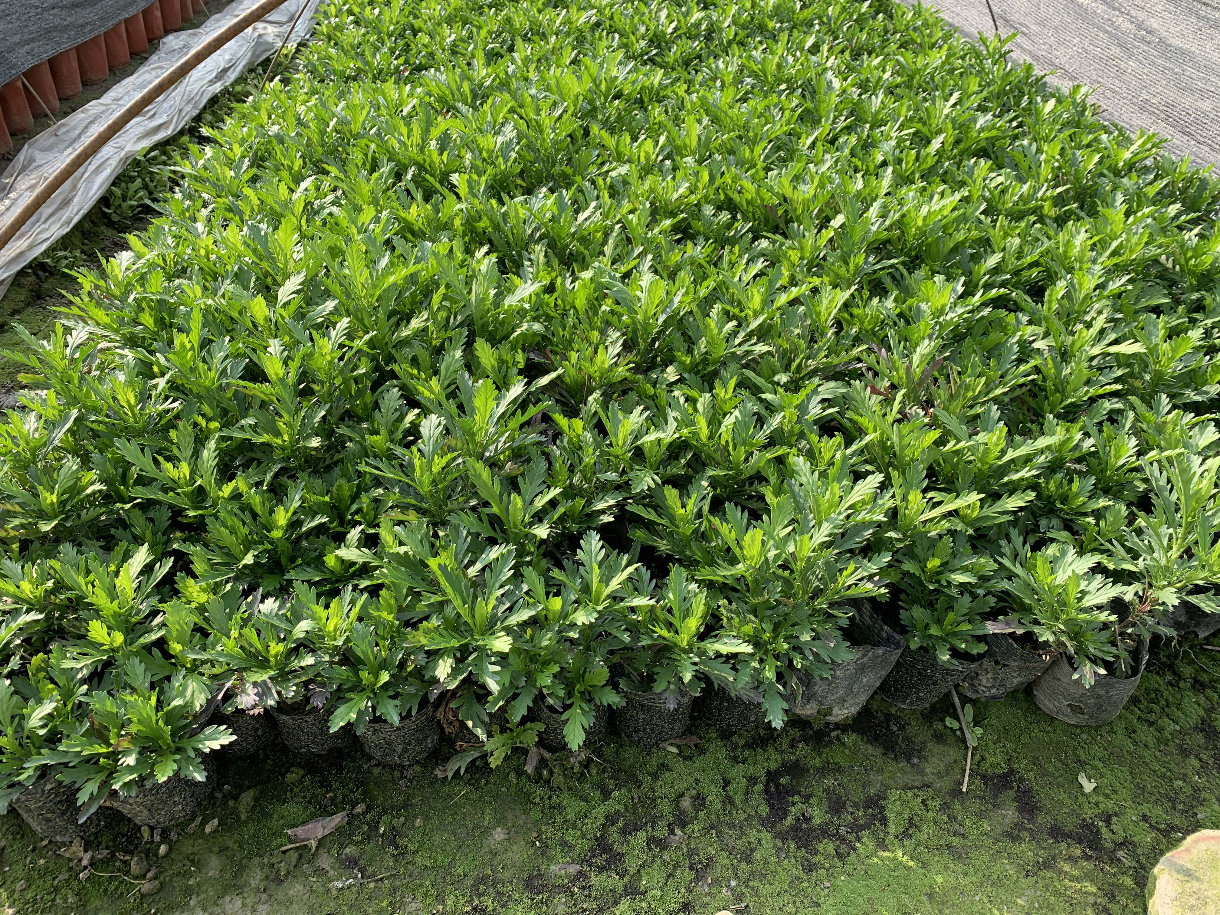 一名身穿工作服的技术人员正在俯身检查雏菊叶片的健康状况,手中拿着记录本和放大镜。周围是排列整齐的绿色幼苗,土壤湿润,背景可见自动化喷灌设备和遮阳网结构,展现现代科技农业场景 技术人员在雏菊种植基地检查植株生长情况