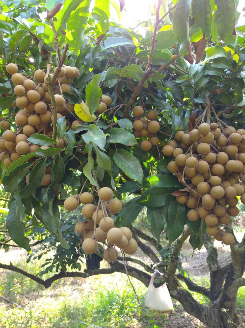 海南三亚现摘龙眼5斤装