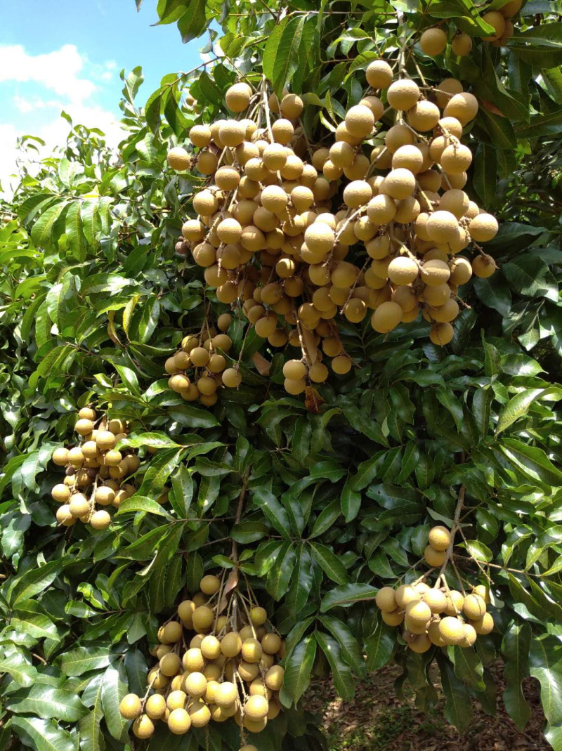 海南三亚现摘龙眼5斤装