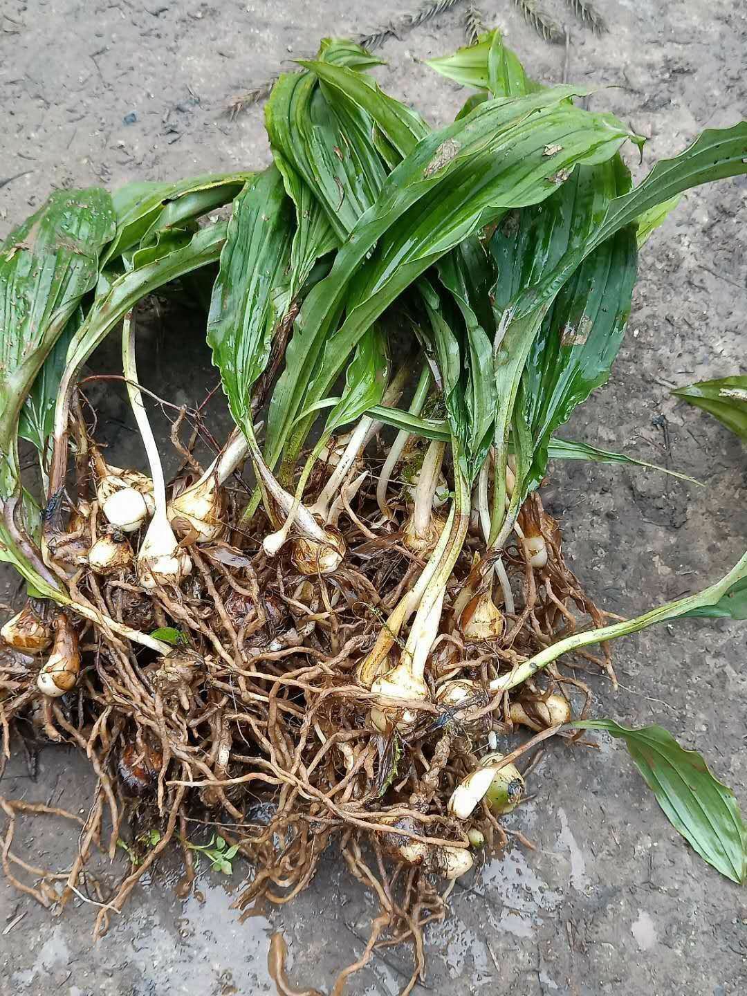 [毛慈菇批發]雲南本地野生冰球子毛慈菇產地直銷支持線下看貨價格135.