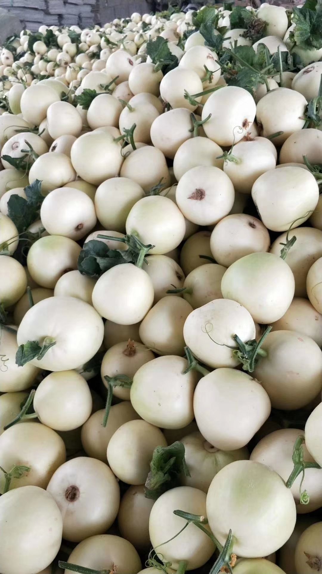 [白莎蜜甜瓜批发]山东费县万亩白圆甜瓜产地直供现摘现发量大价格0.