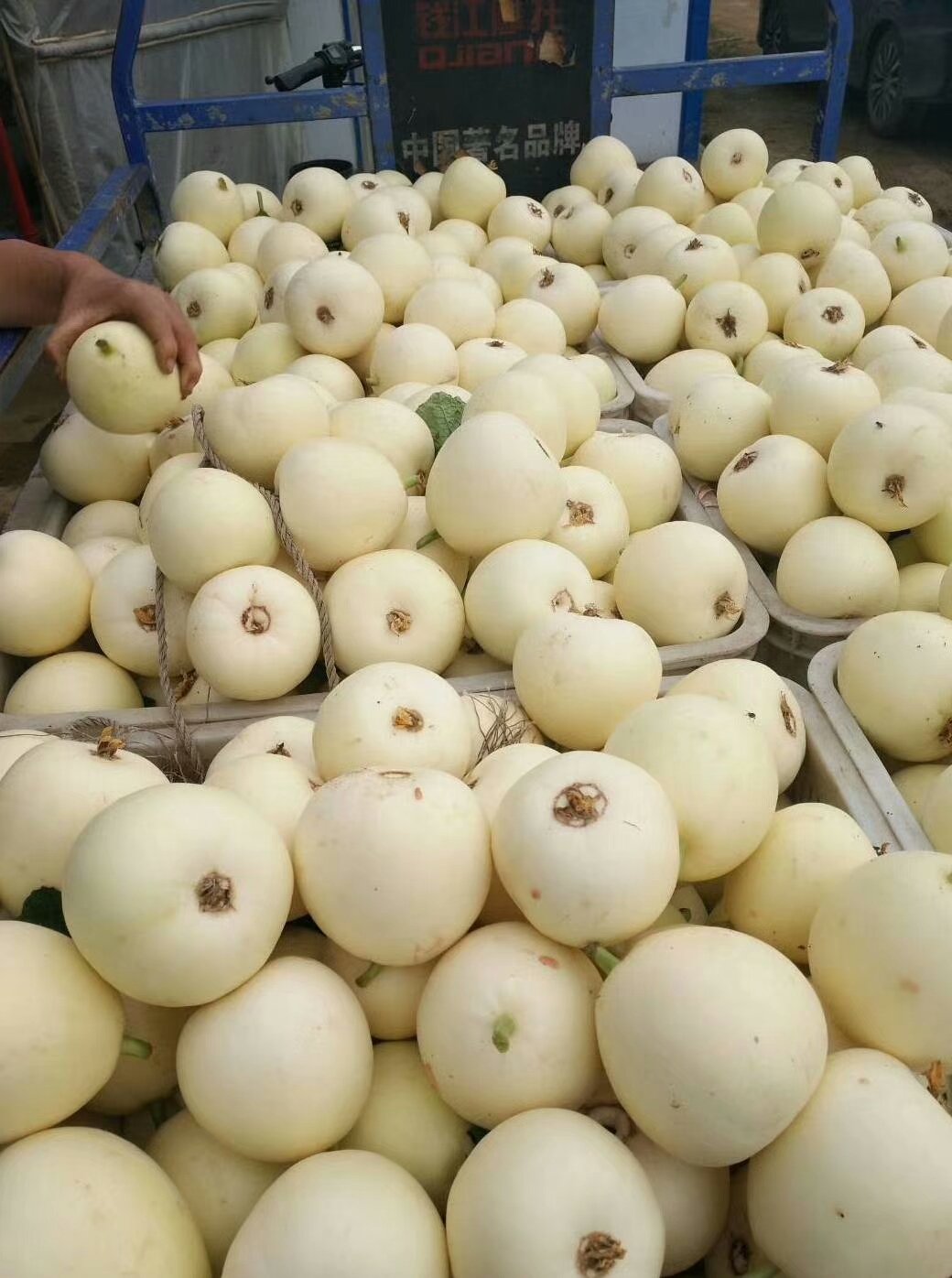[白莎蜜甜瓜批发]山东费县万亩白圆甜瓜产地直供现摘现发量大价格0.