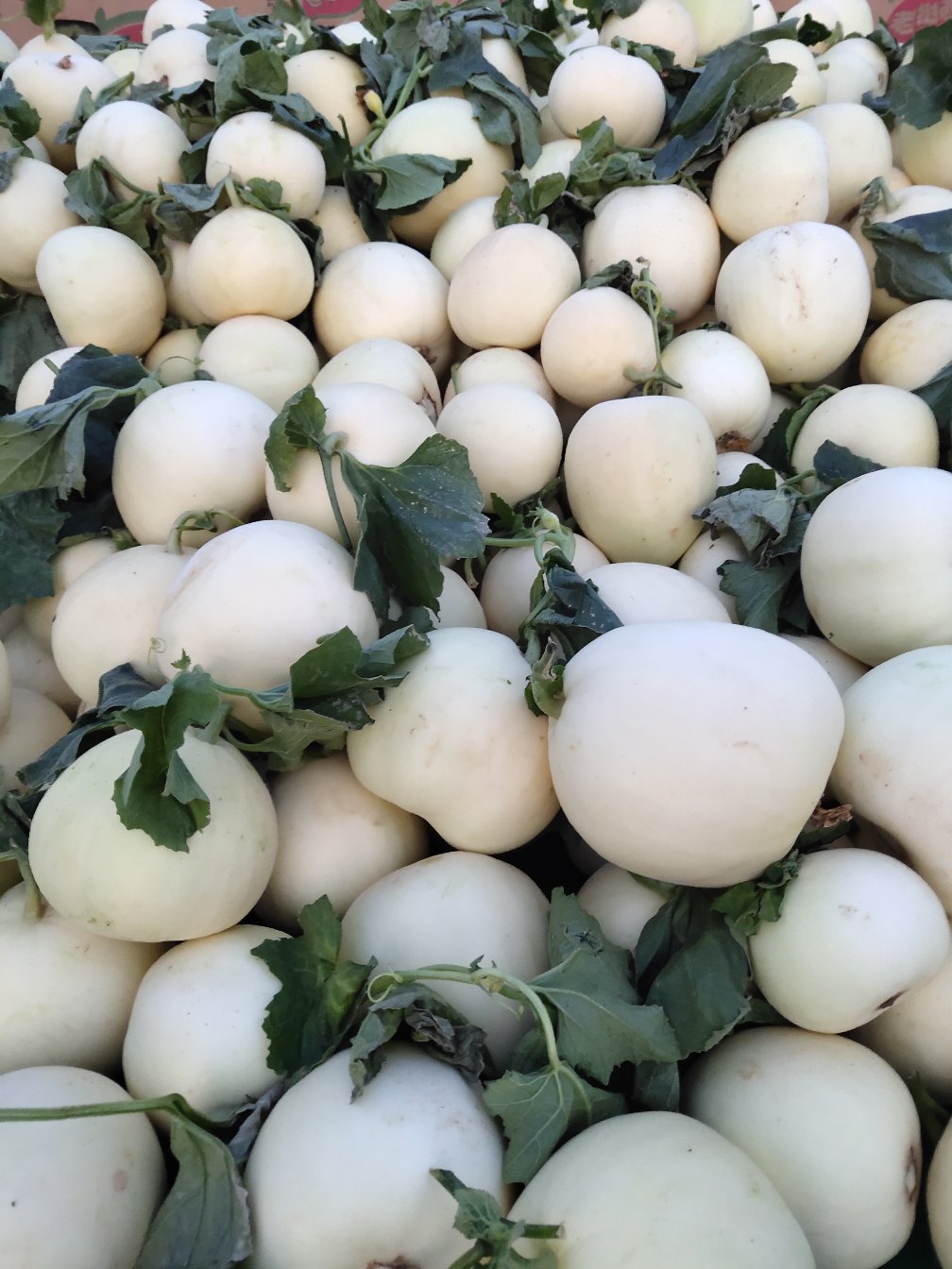 [白莎蜜甜瓜批发]山东费县万亩白圆甜瓜产地直供现摘现发量大价格0.