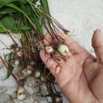 云南野生紫花，黄花，小白芨，独白芨，颜色好含量高，