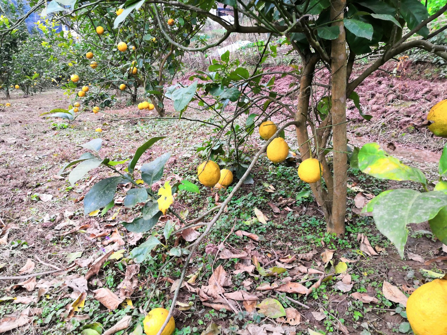 安岳柠檬果园