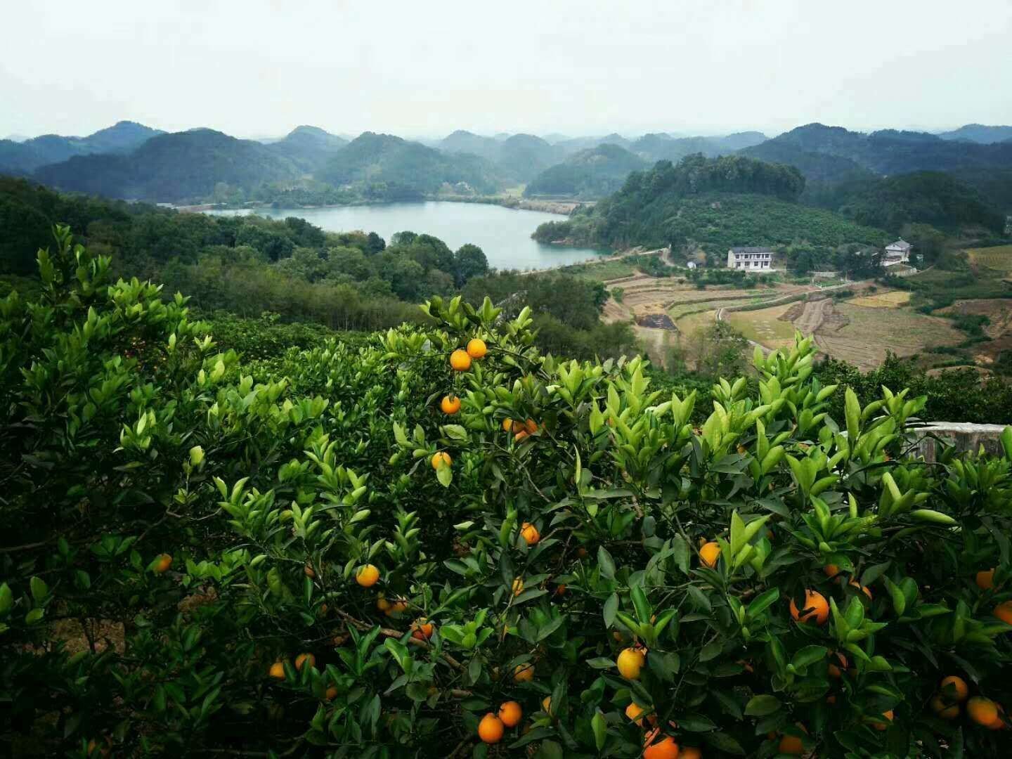 冰糖橙与柑橘主要产地分布图