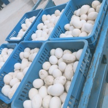 新鲜鹅蛋散养