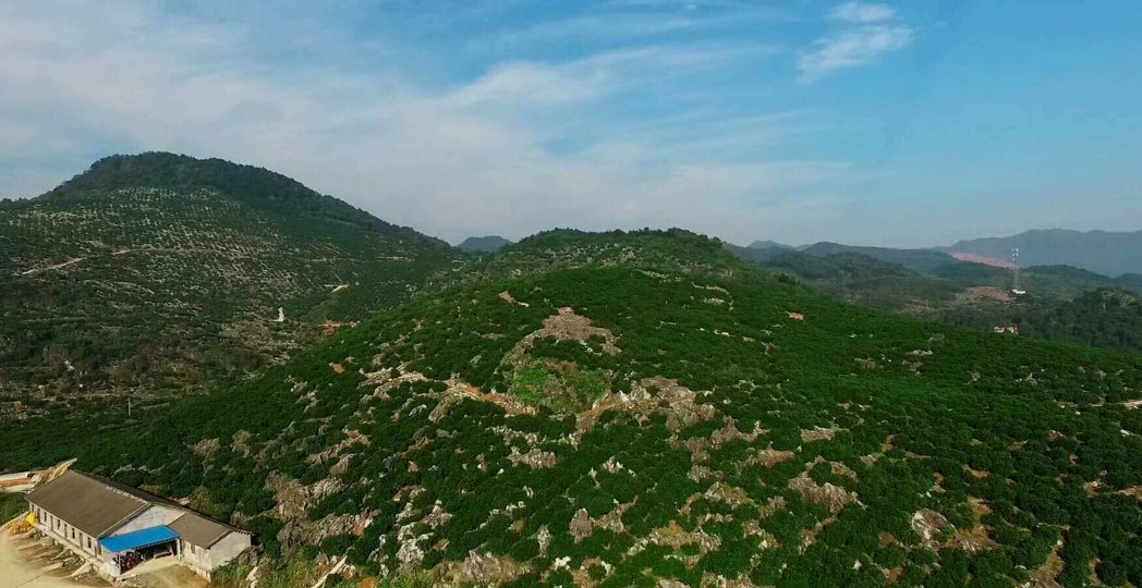 一片阳光充足的山坡地果园,树上挂满金黄色的冰糖橙,果皮光滑有光泽,部分果实已套袋保护,地面覆盖有机 mulch,反映现代化生态种植场景 冰糖橙果园实景图