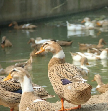 麻鸭苗四点花麻鸭苗大种麻鸭苗