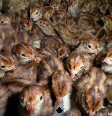 鹌鹑苗孵化场直销包活到家