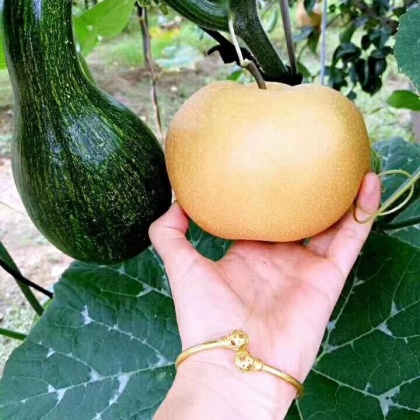 山东青岛莱西市雪梨产地行情