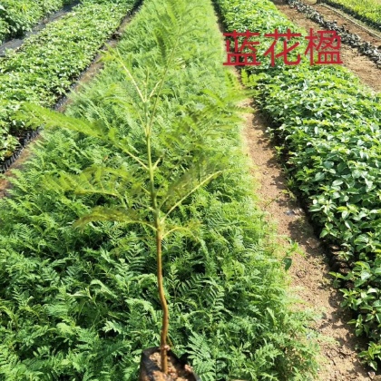 福建漳州龙海区蓝花楹价格行情走势 - 一亩田