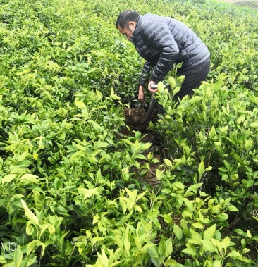 伦晚脐橙苗两年苗品种纯正可签合同自产自销