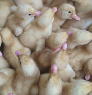 桂柳白鸭苗,大种白鸭苗,肉鸭苗