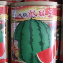 冰糖麒麟西瓜甜度高易坐果
