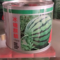 冰麒麟西瓜，果实圆形，早熟一代杂交。