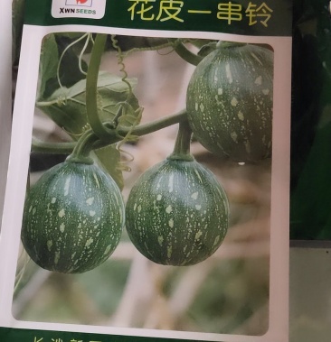 花皮一串铃南瓜,早熟