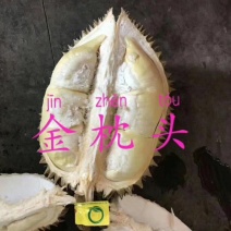 广西金枕榴莲大苗大棵榴莲树苗广西发货泰国进口