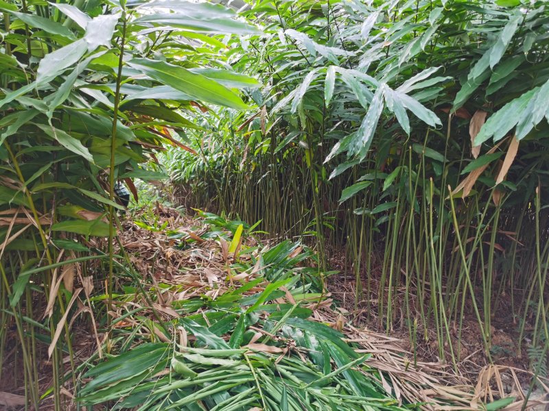 文山砂仁种植基地图片