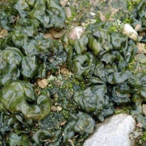 地木耳地衣雷公菌