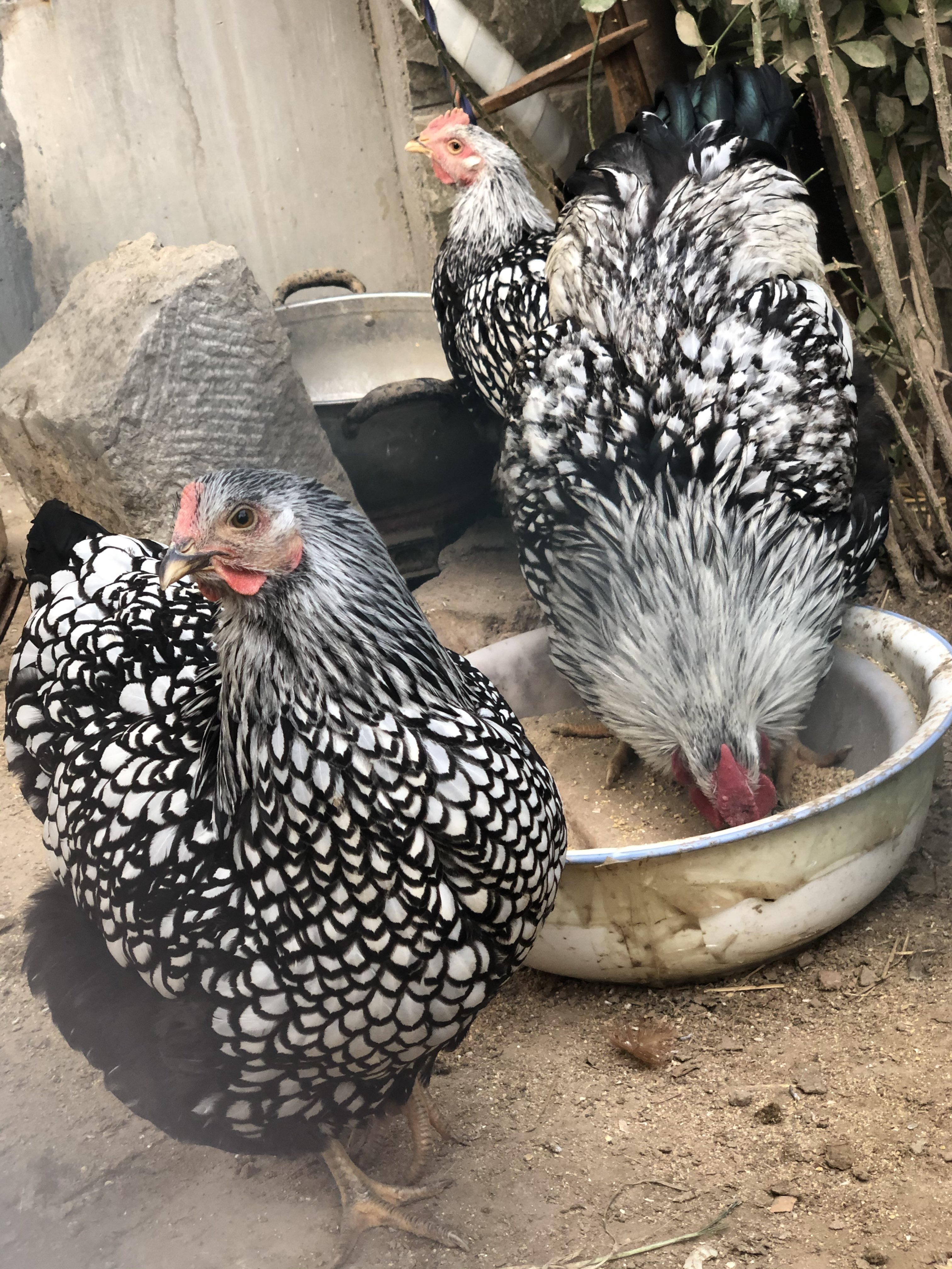 [种鸡批发]怀特鸡 羽毛黑白花 体重能长到六斤左右 种蛋 鸡苗都有价格